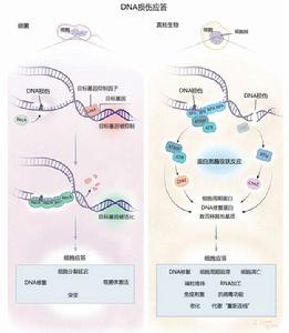 DNA損傷應答