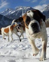 St. Bernard (dog)