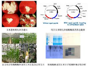 基因槍轉化實例