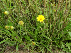 帝王菊