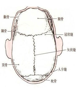 矢狀縫