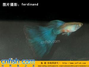 古老系孔雀魚