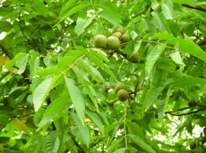 Carya cathayensis