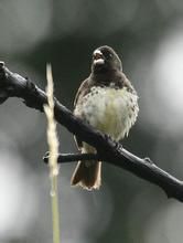 黃腹食籽雀