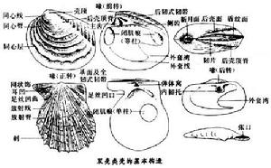 雙殼綱（化石）