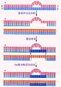 DNA損傷修復、（三）重組修復