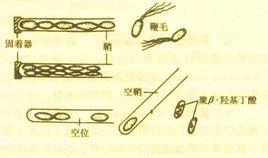 浮游球衣菌