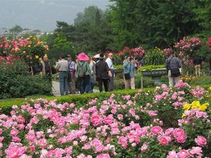 北京植物園月季花