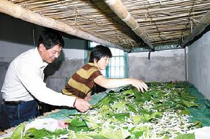 犁頭金村