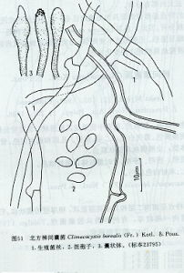 北方梯囊菌