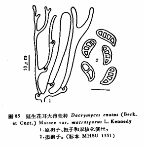 延生花耳大孢變種