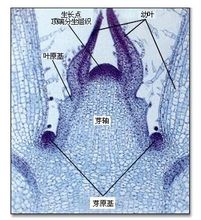 芽原基