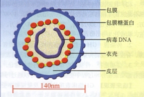 人類皰疹病毒