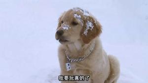 （圖）雪狗兄弟