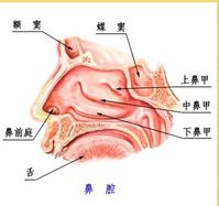 慢性過敏性鼻炎