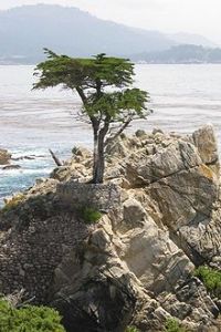 17哩路著名的“孤柏”（Lone Cypress）