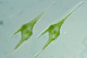 甲藻