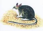 白足澳洲林鼠體