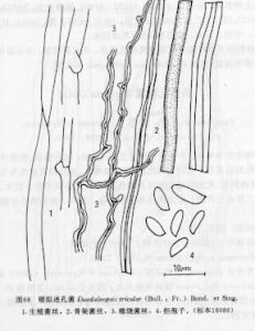 褶擬迷孔菌