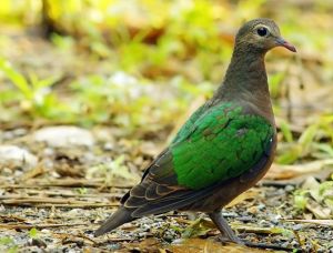 綠背金鳩安達曼亞種