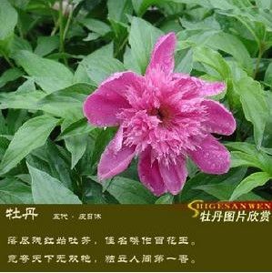 （圖）洛陽牡丹花會