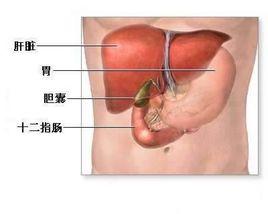 膽囊管