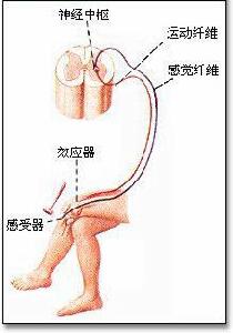 反射弧[人體神經]