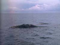露脊鯨─戴“帽子”的鯨