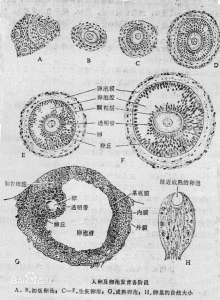 卵泡破裂