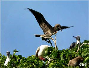 （圖）紅腳鰹鳥