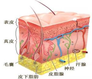 真皮層