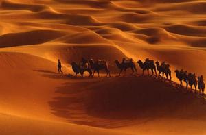 沙漠裡的駱駝