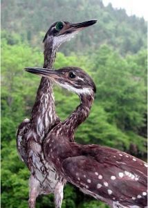 海南虎斑鳽