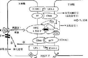 細胞間識別