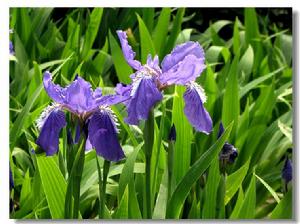花中精靈---紫色鳶尾