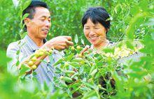 淮北市黃營村黃營靈棗