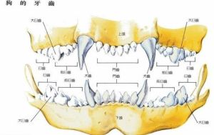 狗的牙齒結構