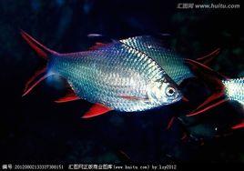 紅鰭銀鯽魚