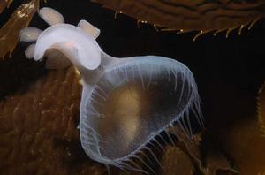 獅鬃海蛞蝓