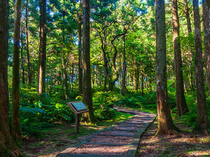 東眼山森林遊樂場