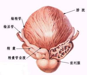 前列腺解剖