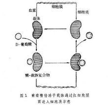 吸收