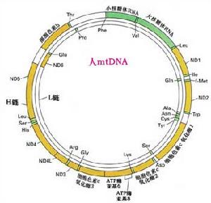 細胞生物學