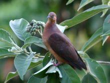 紅胸鵑鳩