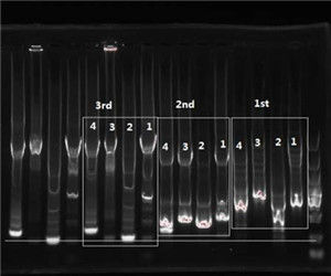 tailPCR