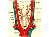 甲狀腺激素抵抗綜合徵