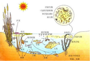 生態系統結構