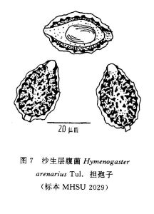 沙生層腹菌