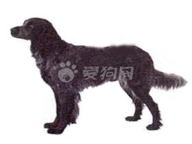 藍色匹卡迪檔獵犬