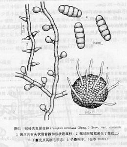 冠針殼炱原變種